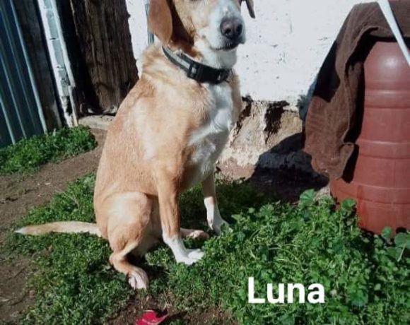 Luna sucht ein Zuhause