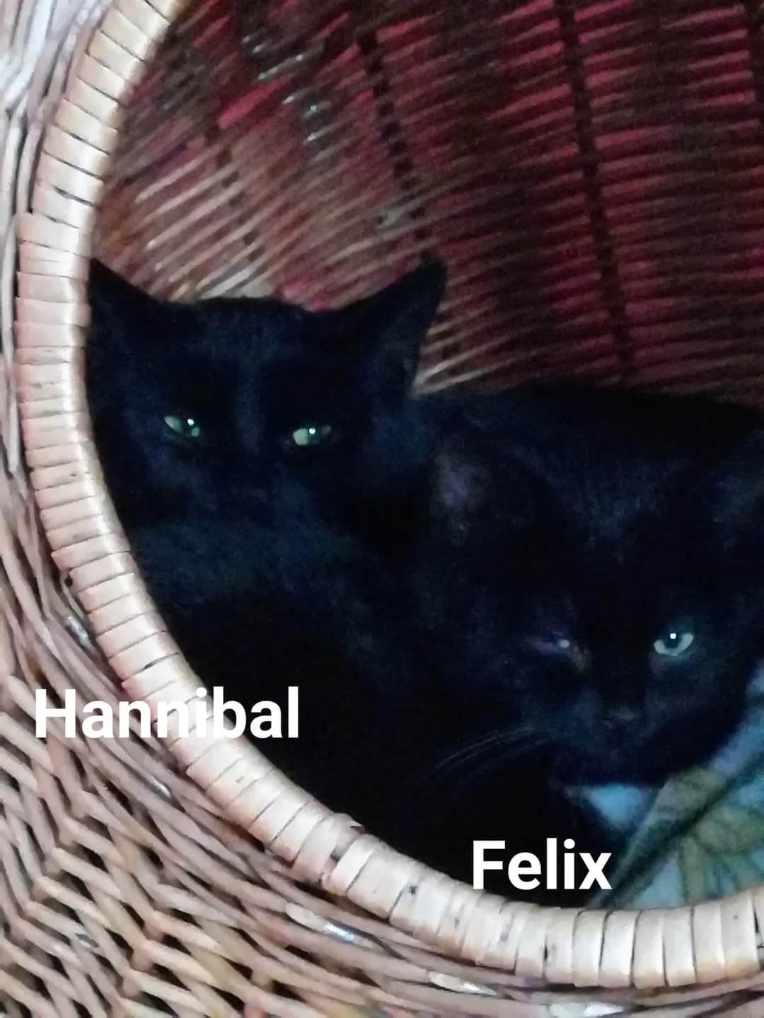 Felix sucht sein Glück