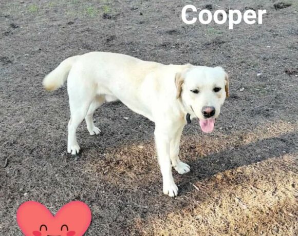 Cooper sucht ein Zuhause
