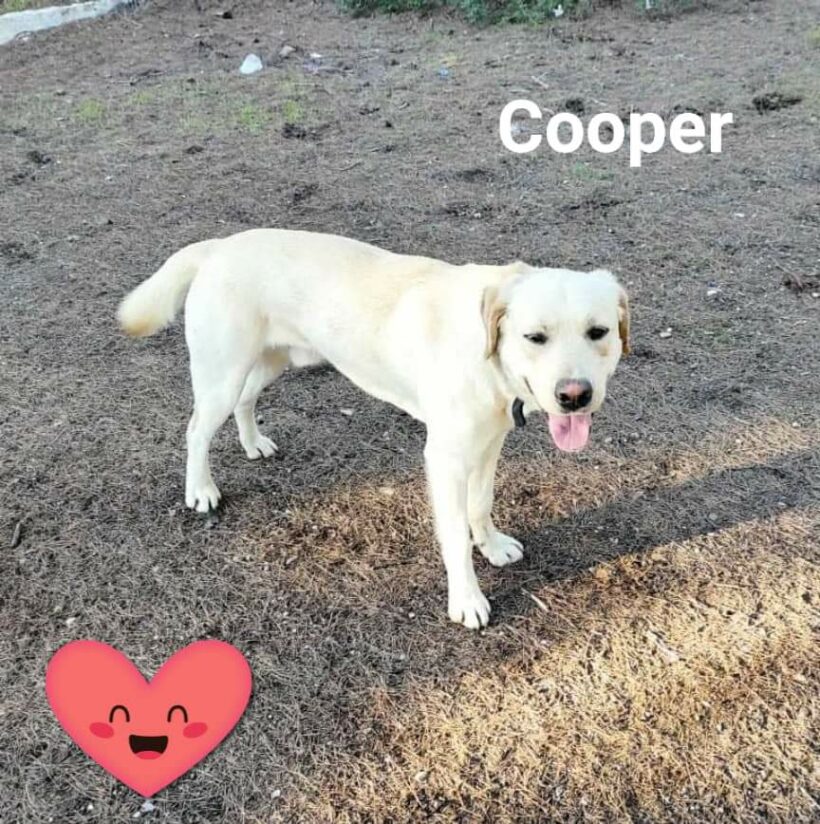 Cooper sucht ein Zuhause