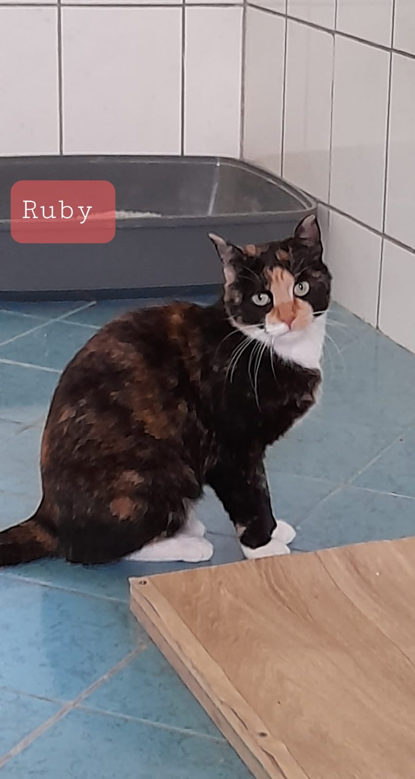 Ruby sucht ein Zuhause