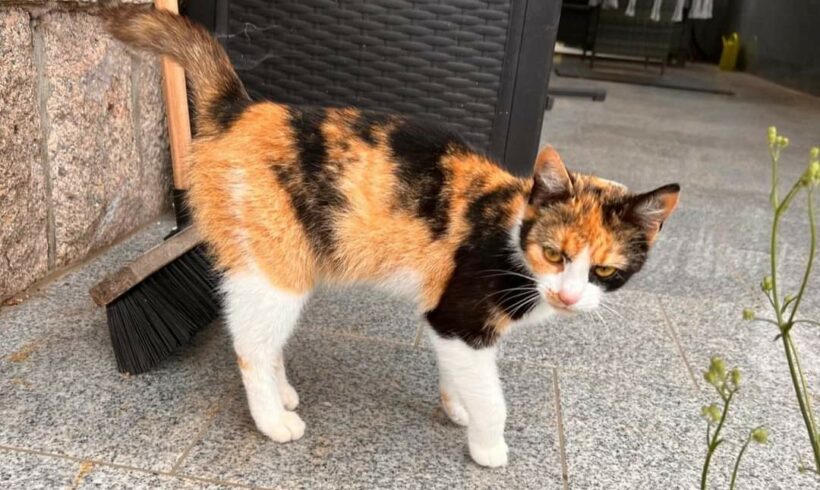 Katze in Schneeberg/Lindau zugelaufen Katze in Schneeberg/Lindau zugelaufen