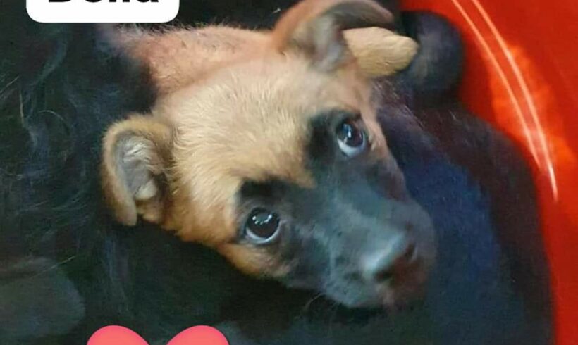 Bella sucht ein Zuhause ❤🐾 Bella sucht ein Zuhause ❤🐾