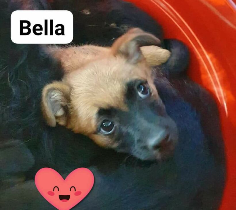 Bella sucht ein Zuhause ❤🐾
