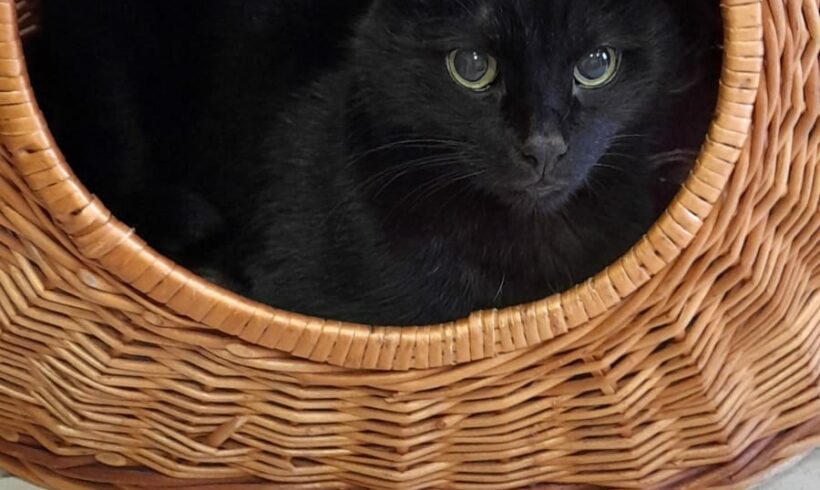 Jamie sucht ein Zuhause🐾❤ Jamie sucht ein Zuhause🐾❤