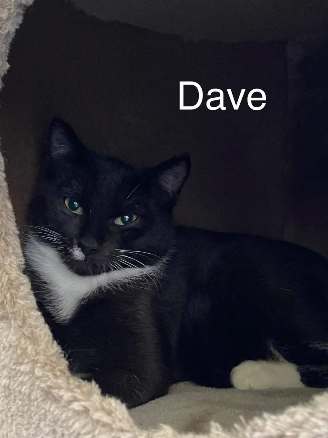 Dave möchte auch ein Zuhause 🐾❤