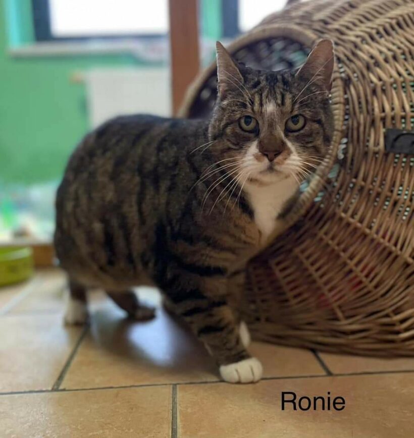 Ronie sucht ein Zuhause 🐾🍀❤
