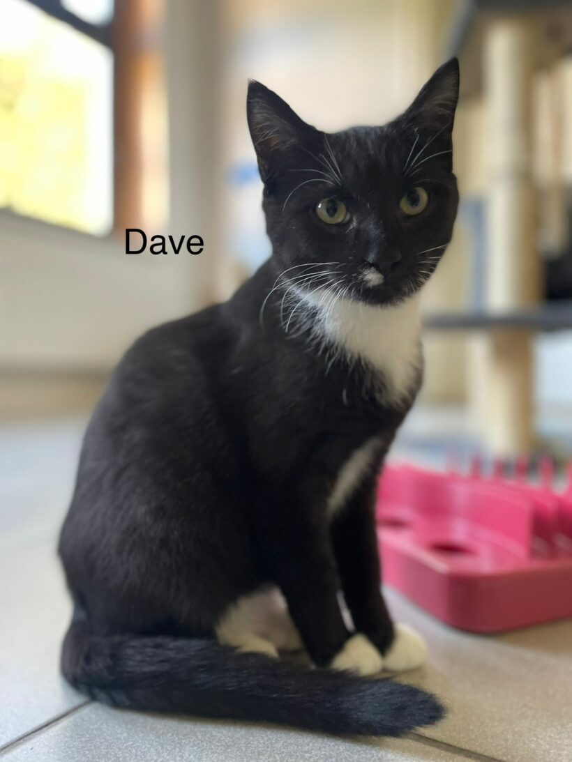 Dave möchte auch ein Zuhause 🐾❤