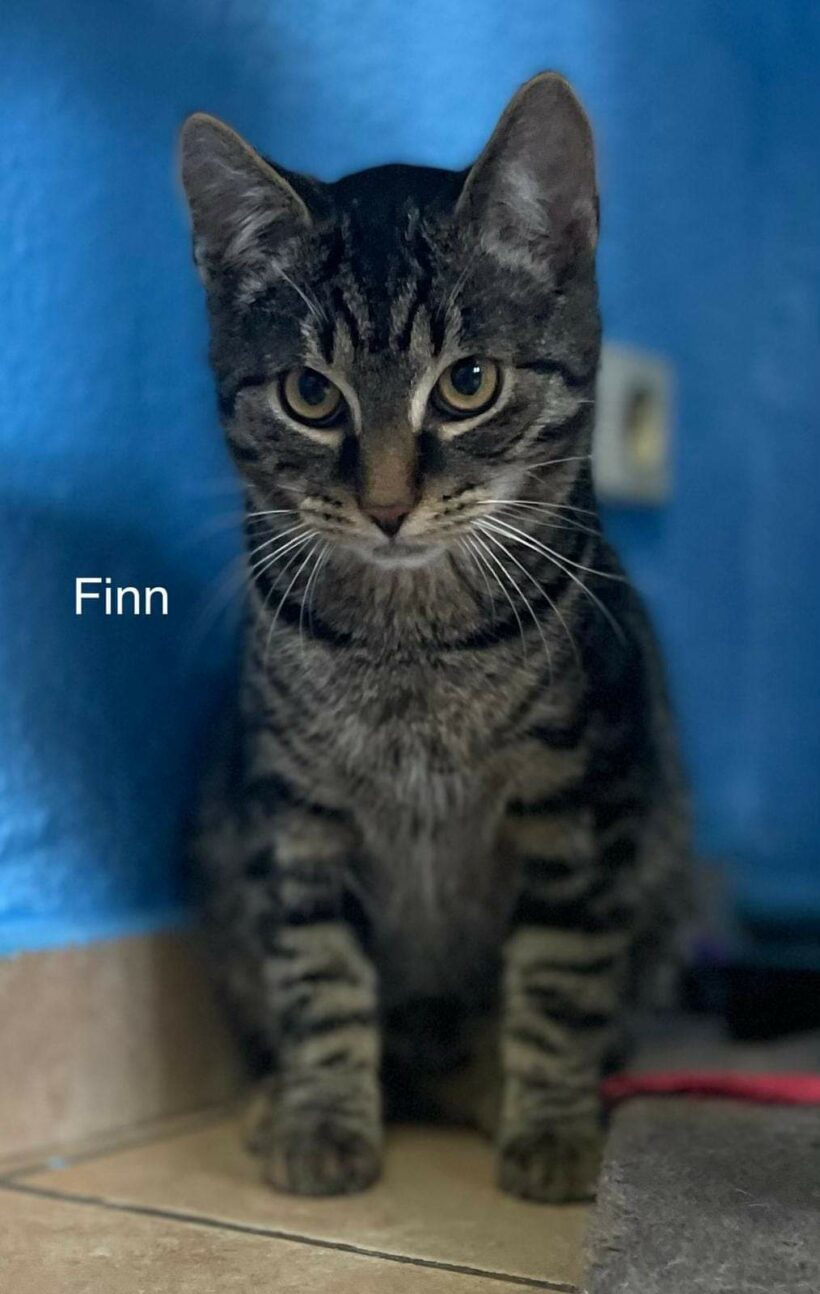 Finn und Fino suchen ein Zuhause 🐱❤