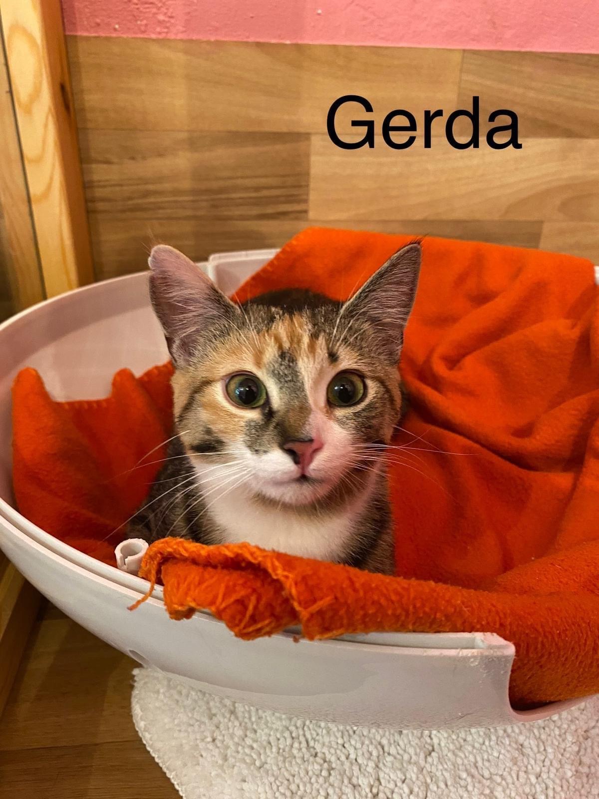 Gerda sucht ein Zuhause♥️😻