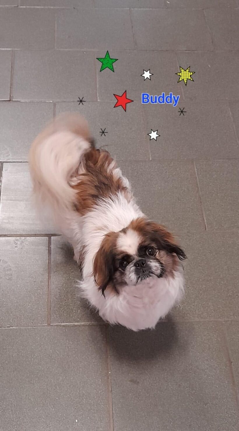 Angel und Buddy suchen ein neues Zuhause🐾🏡♥️