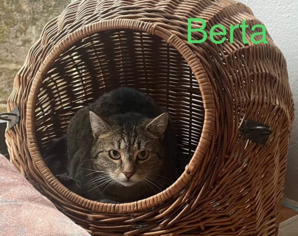 Berta sucht ein Zuhause 🏡🍀♥️