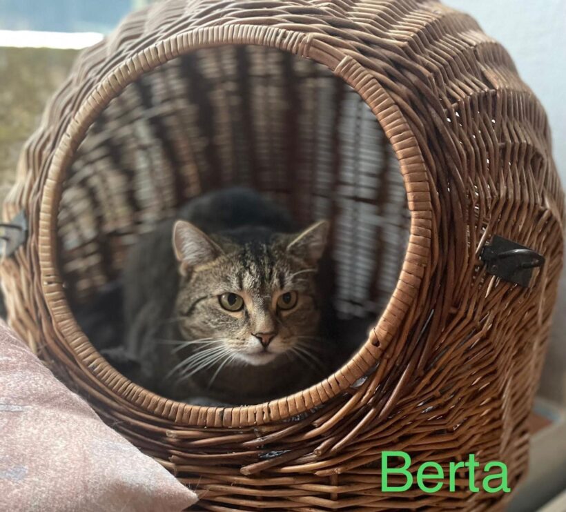 Berta sucht ein Zuhause 🏡🍀♥️
