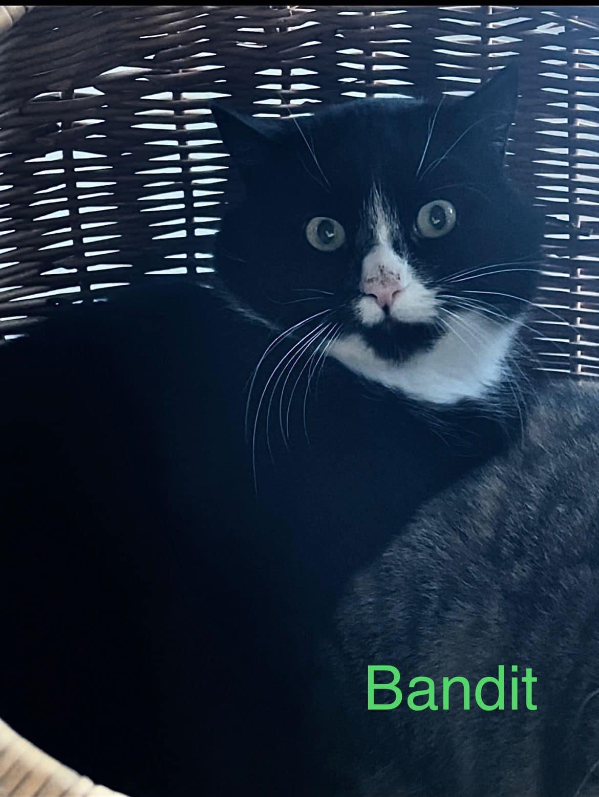 Bandit sucht ein Zuhause