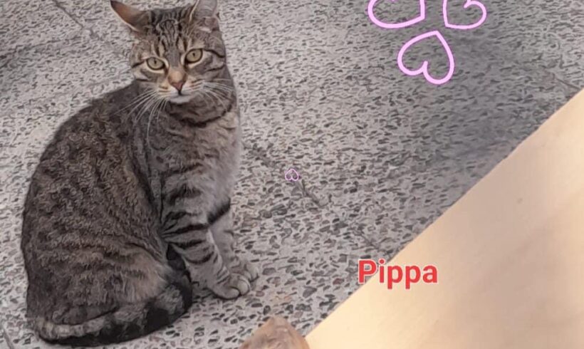 Pippa sucht ein Zuhause♥️🏡🍀🐾