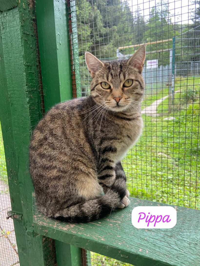 Pippa sucht ein Zuhause♥️🏡🍀🐾