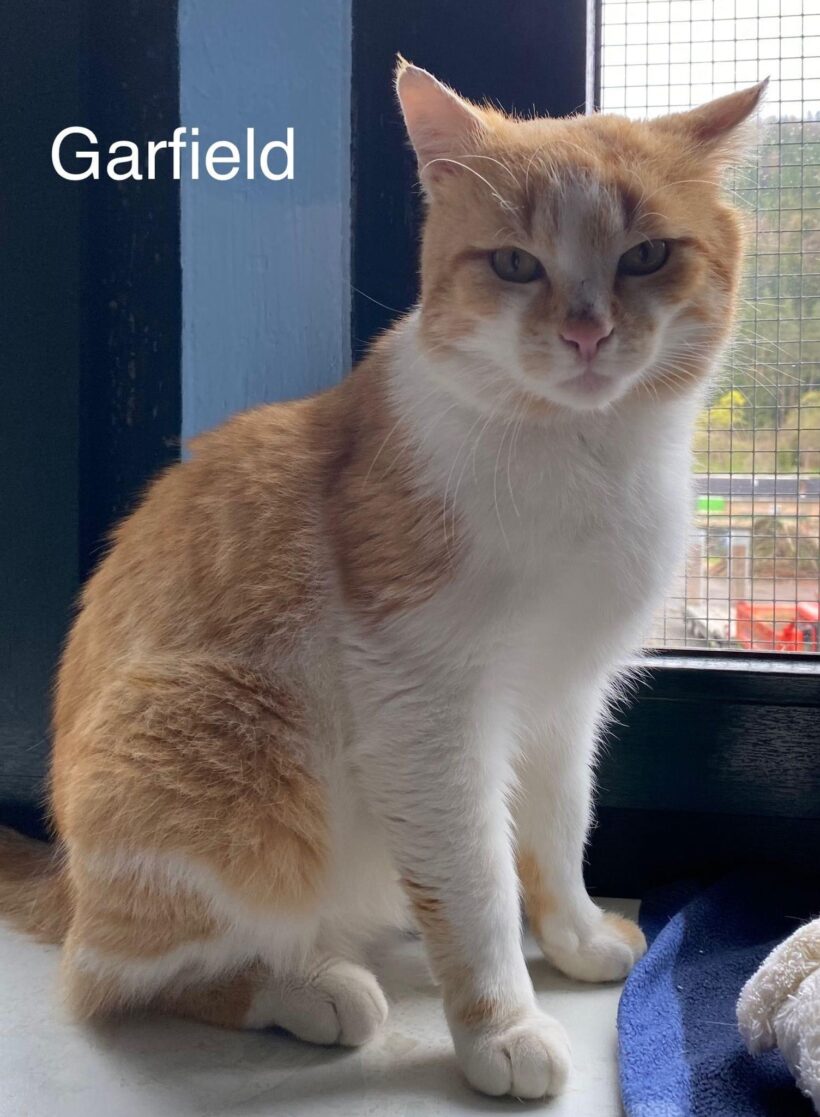 Garfield sucht ein neues Zuhause♥️