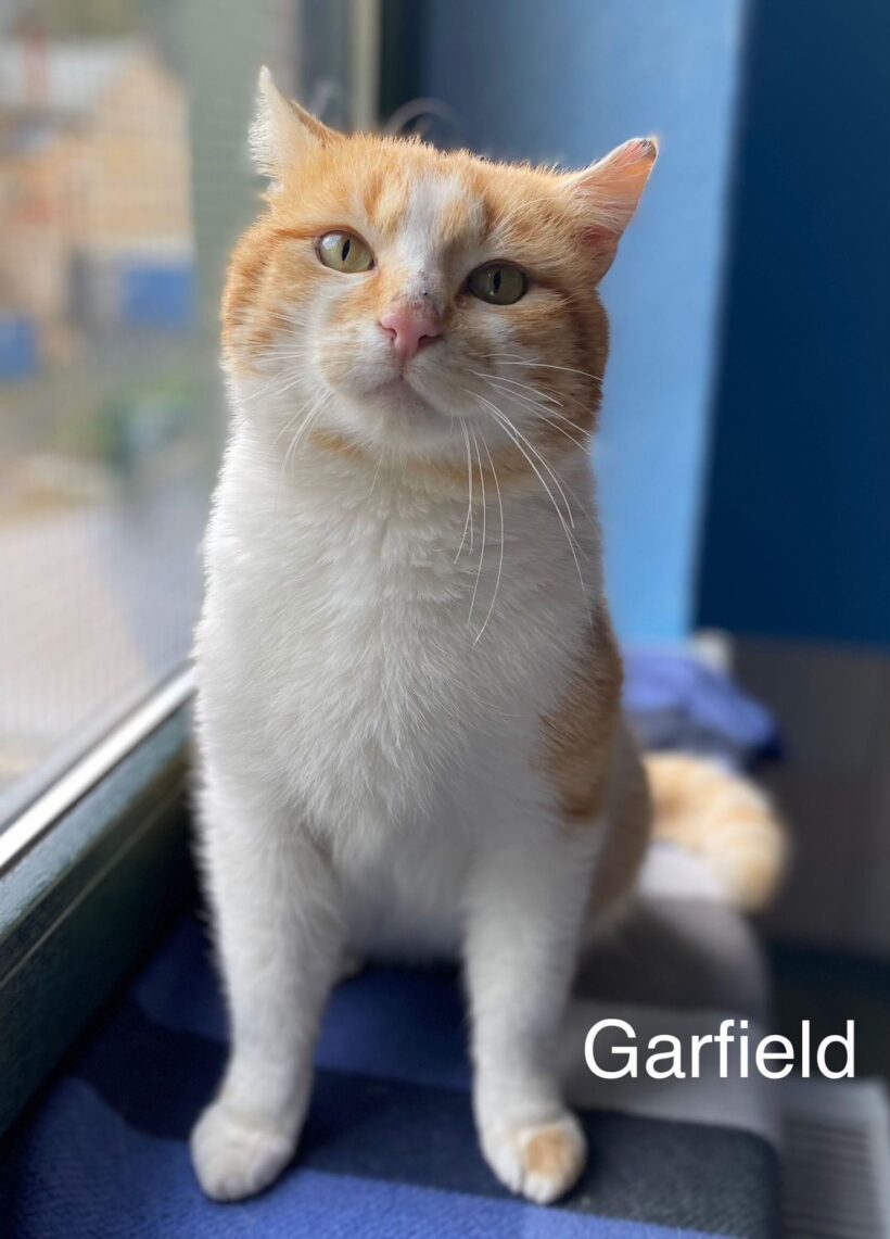 Garfield sucht ein neues Zuhause♥️