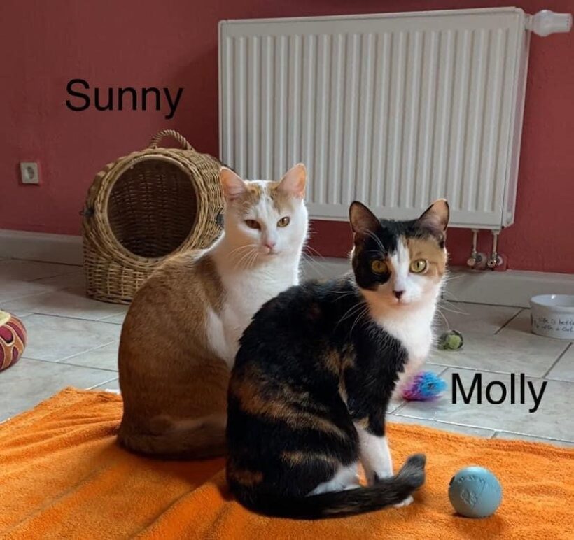 Sunny und Molly suchen gemeinsam ein Zuhause 😻