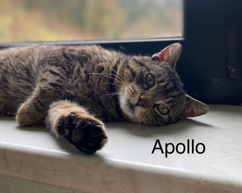 Apollo sucht ein Zuhause♥️