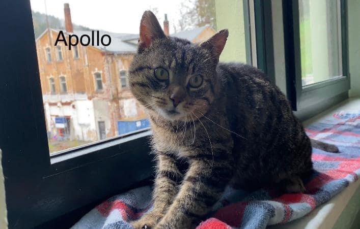 Apollo sucht ein Zuhause♥️