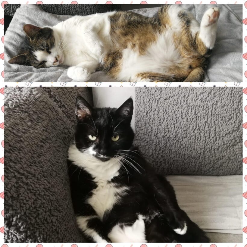 Elfriede und Hexe suchen ein neues Zuhause ♥️ Elfriede und Hexe suchen ein neues Zuhause ♥️