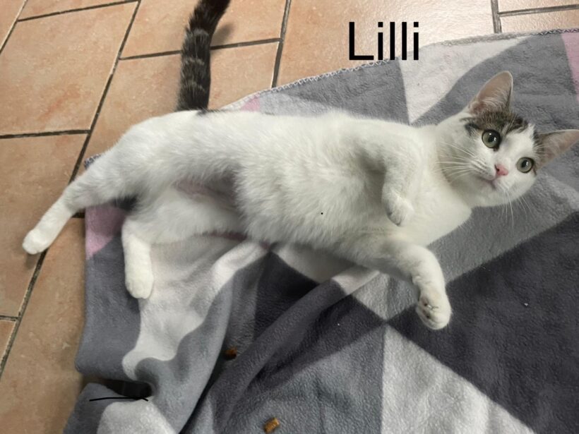 Bärli und Lilli suchen gemeinsam ein neues Zuhause 🏡 ♥️
