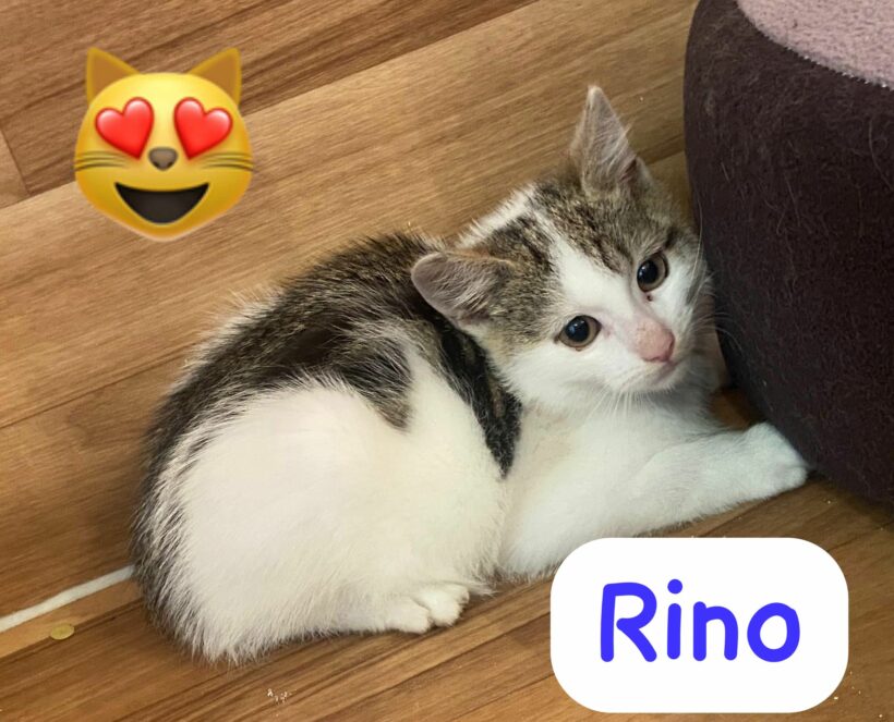 Katzenkind Rino