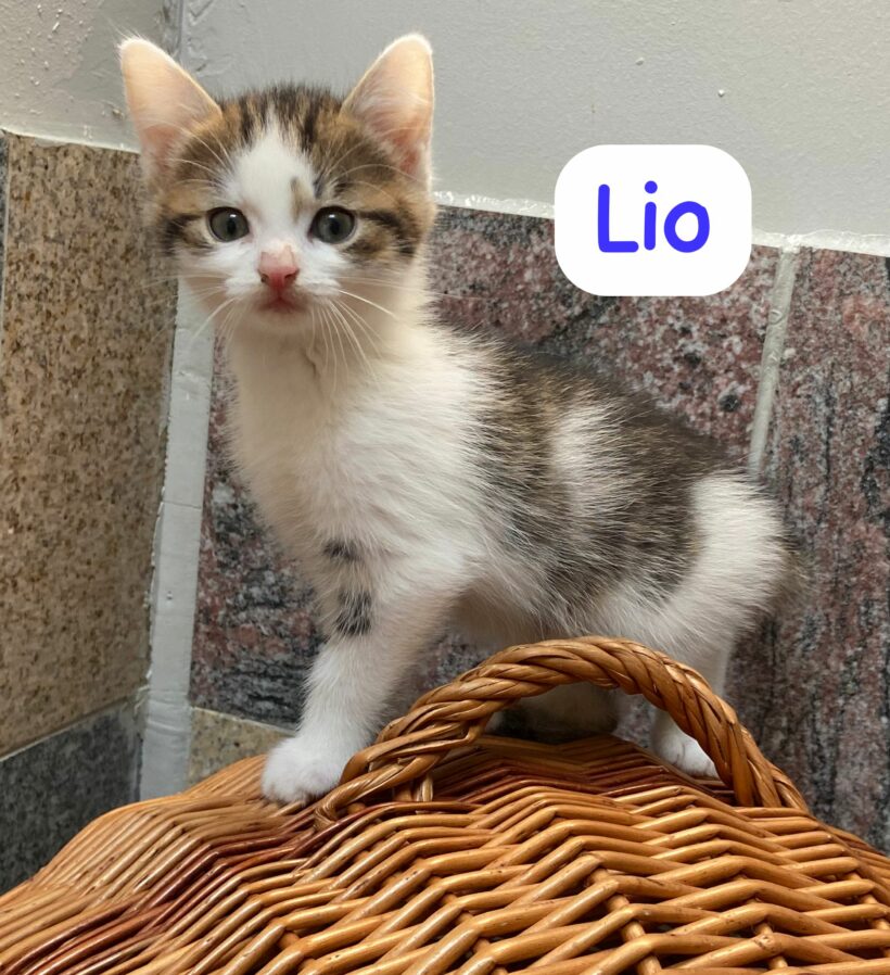 Unsere Katzenkinder