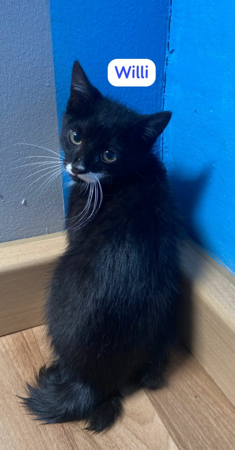 Katzenkind Willi