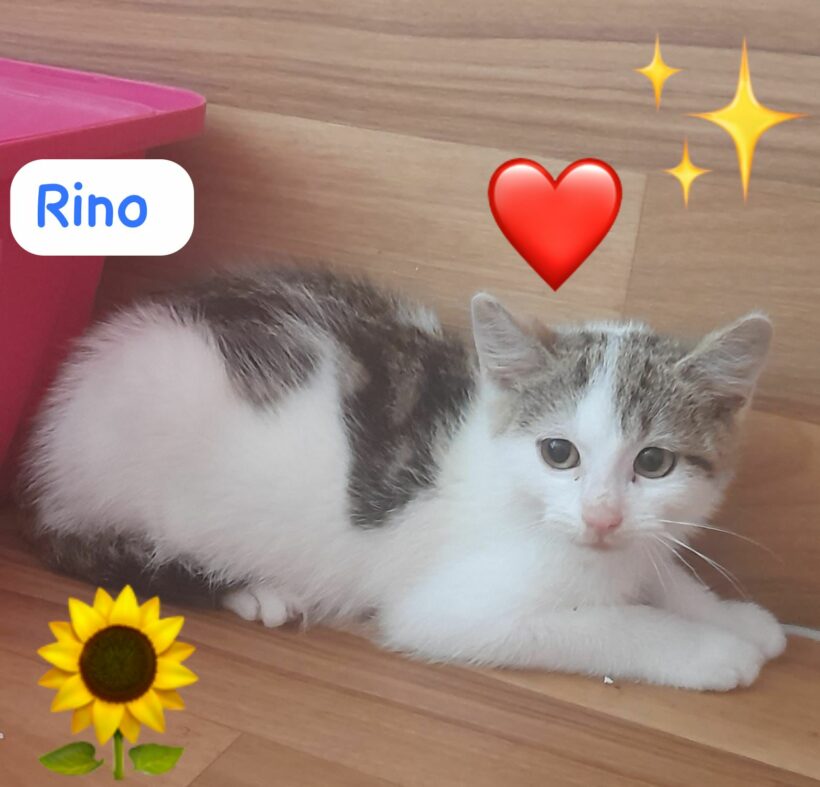 Katzenkind Rino