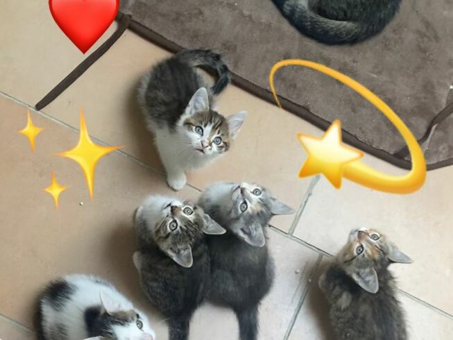 Liebe Tierfreunde,😻 Liebe Tierfreunde,😻