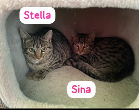 Katzenkinder Stevie, Stella, Sina