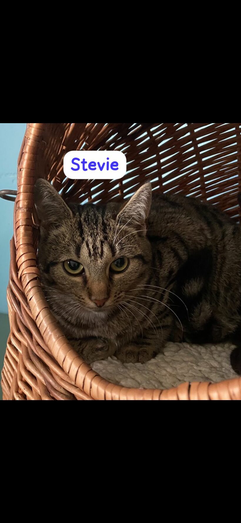 Katzenkinder Stevie, Stella, Sina