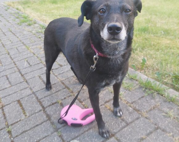 Lena sucht ein neues Zuhause