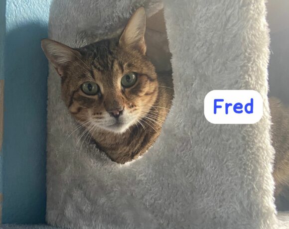 Fred♥️