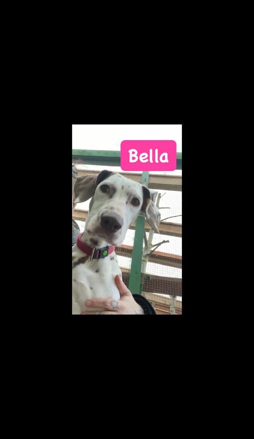 Bella sucht ein Zuhause♥️🐶♥️