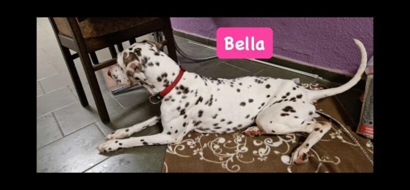 Bella sucht ein Zuhause♥️🐶♥️