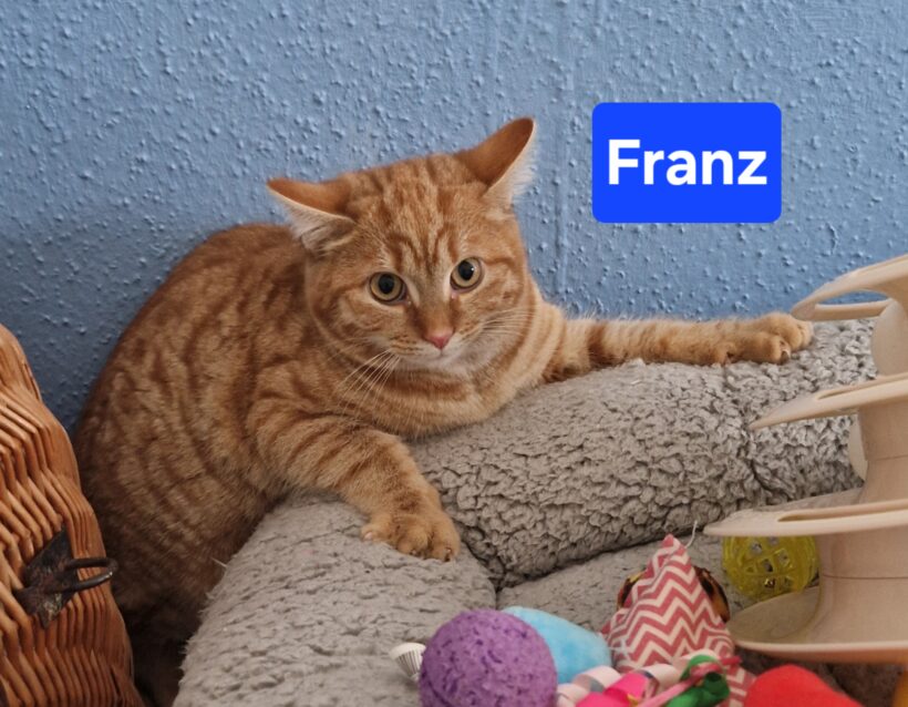 Felix, Franz, Fritz, Freddy😻