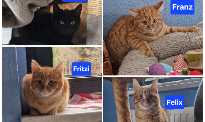 Felix, Franz, Fritz, Freddy😻