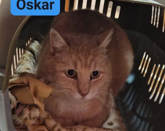 Oskar❤️