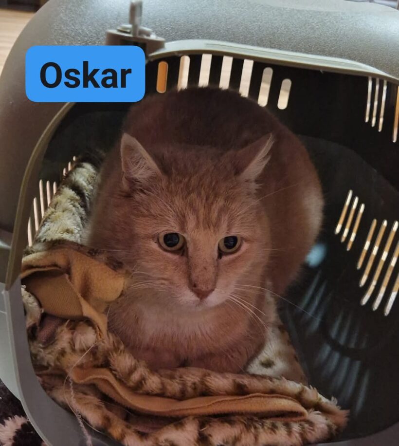 Oskar❤️