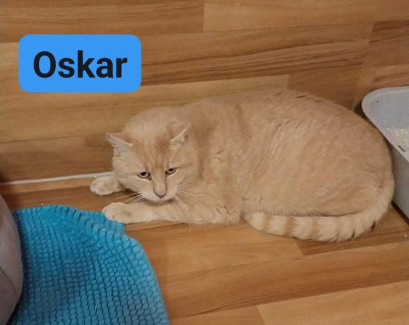 Oskar❤️