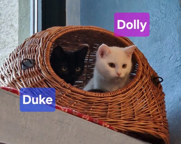 Dolly, Damon,Dusty,Digger❤️