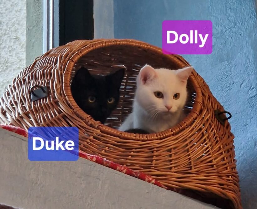 Dolly, Damon,Dusty,Digger❤️