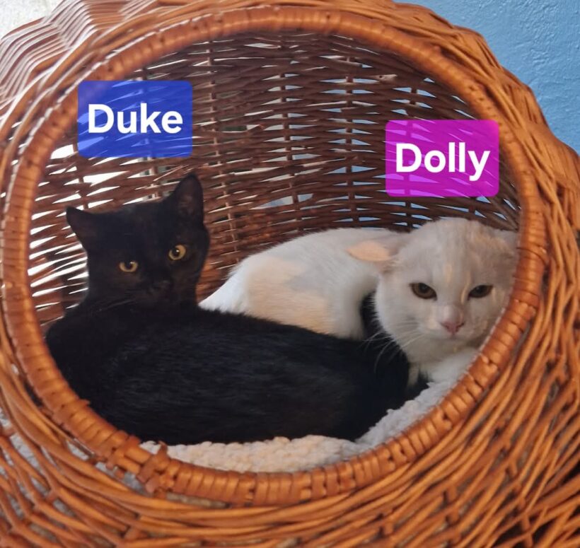 Dolly, Damon,Dusty,Digger❤️