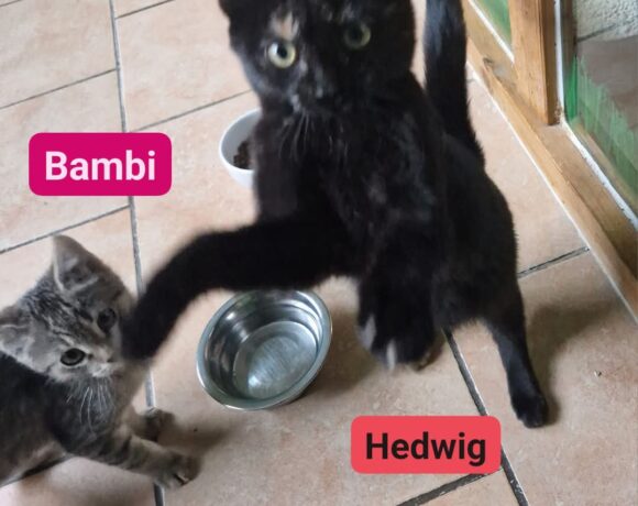 Hedwig und Bambi😻