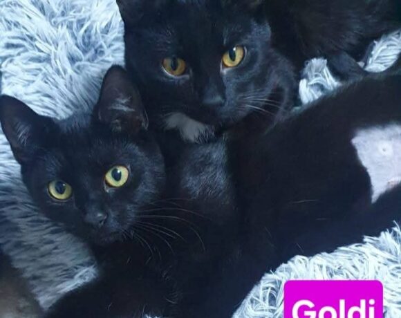 Franz und Goldi😻