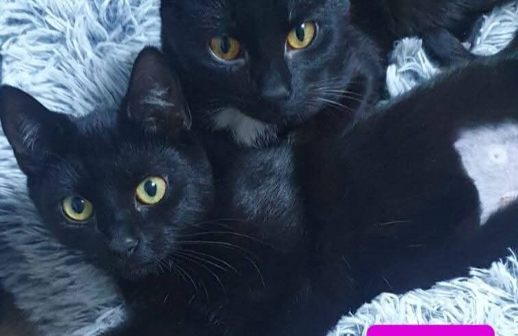 Franz und Goldi( reserviert) 😻 Franz und Goldi( reserviert) 😻