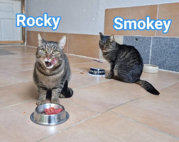 Rocky und Smokey(ab Mitte März)😻